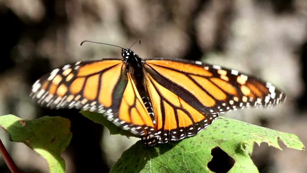 Borboleta monarca pousada numa folha abre as asas e levanta voo