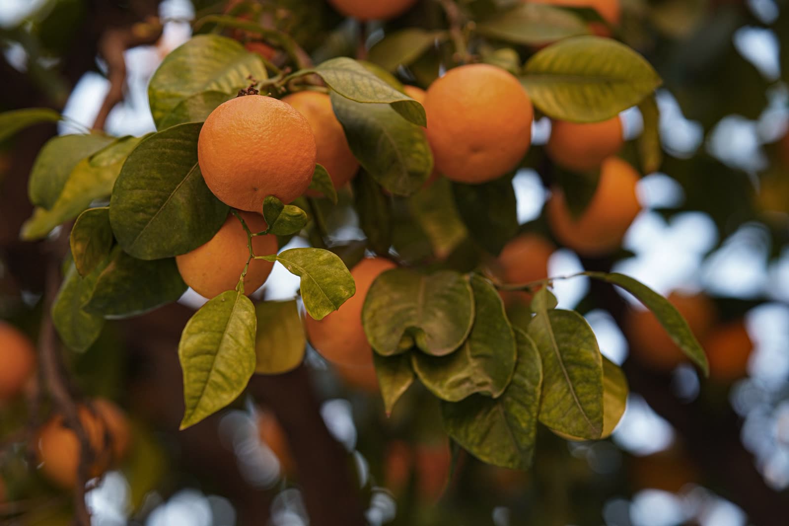 Laranjas maduras entre folhas escuras num laranjal ao entardecer